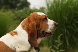 BASSET HOUND 093